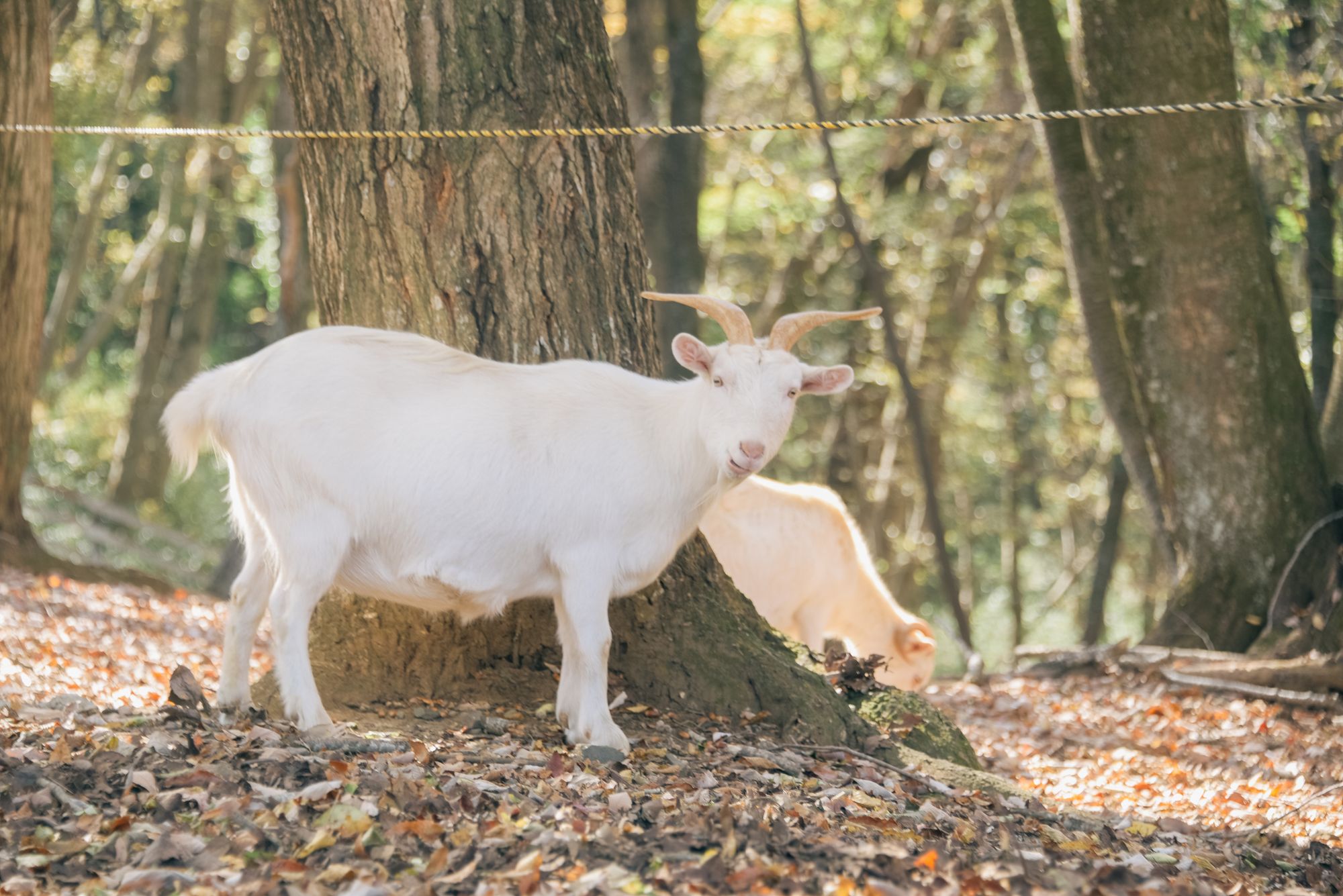 森のシェーブル館