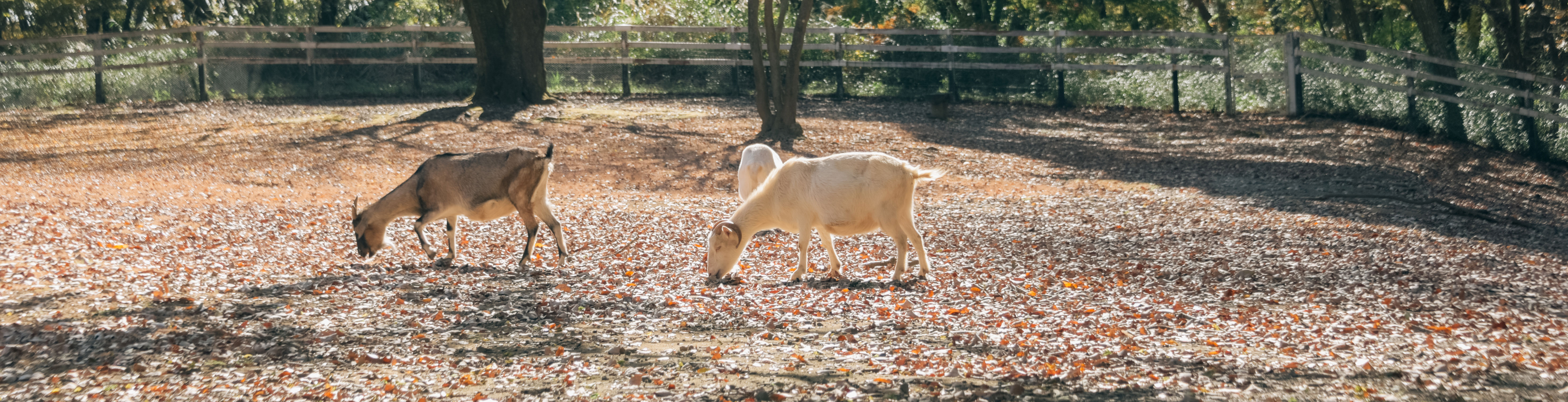 アレンジレシピ